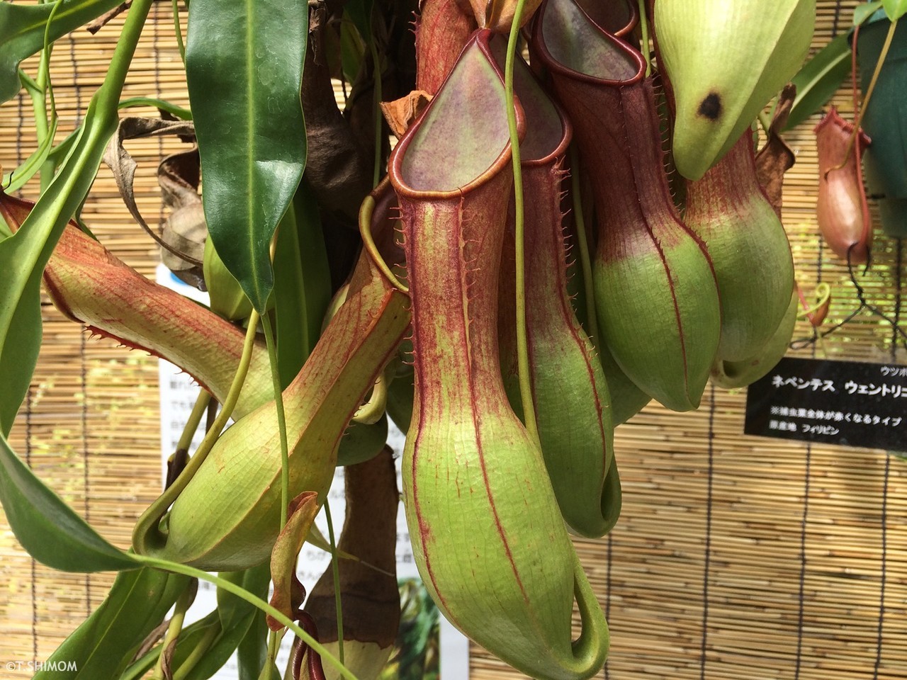 植物園で変化朝顔 食虫植物を見物 Ss Annex